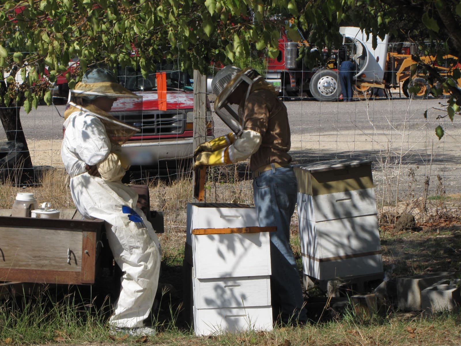 Two people in veils at a stack of white hives under a tree: one sits in a white suit and watches while the other lifts out a frame.