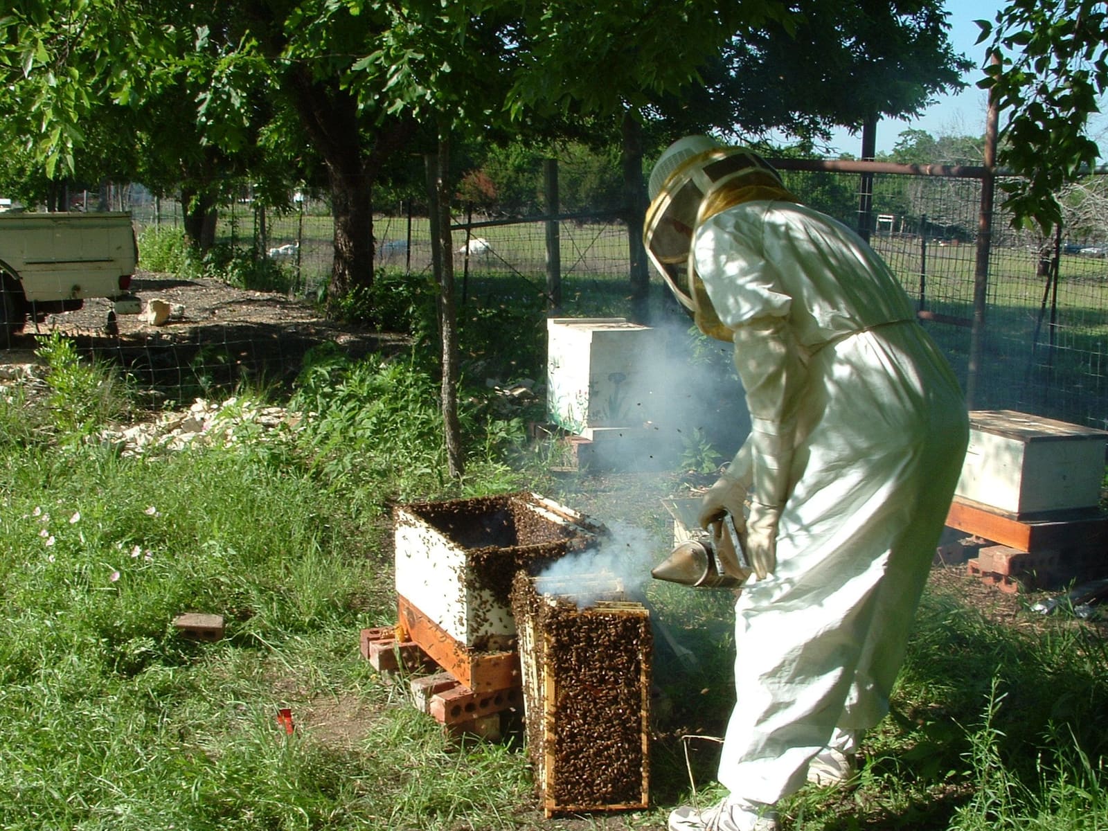 A beekeeper in a full suit and veil smokes an open hive in a backyard bee yard, with a box of frames covered in bees standing beside it.