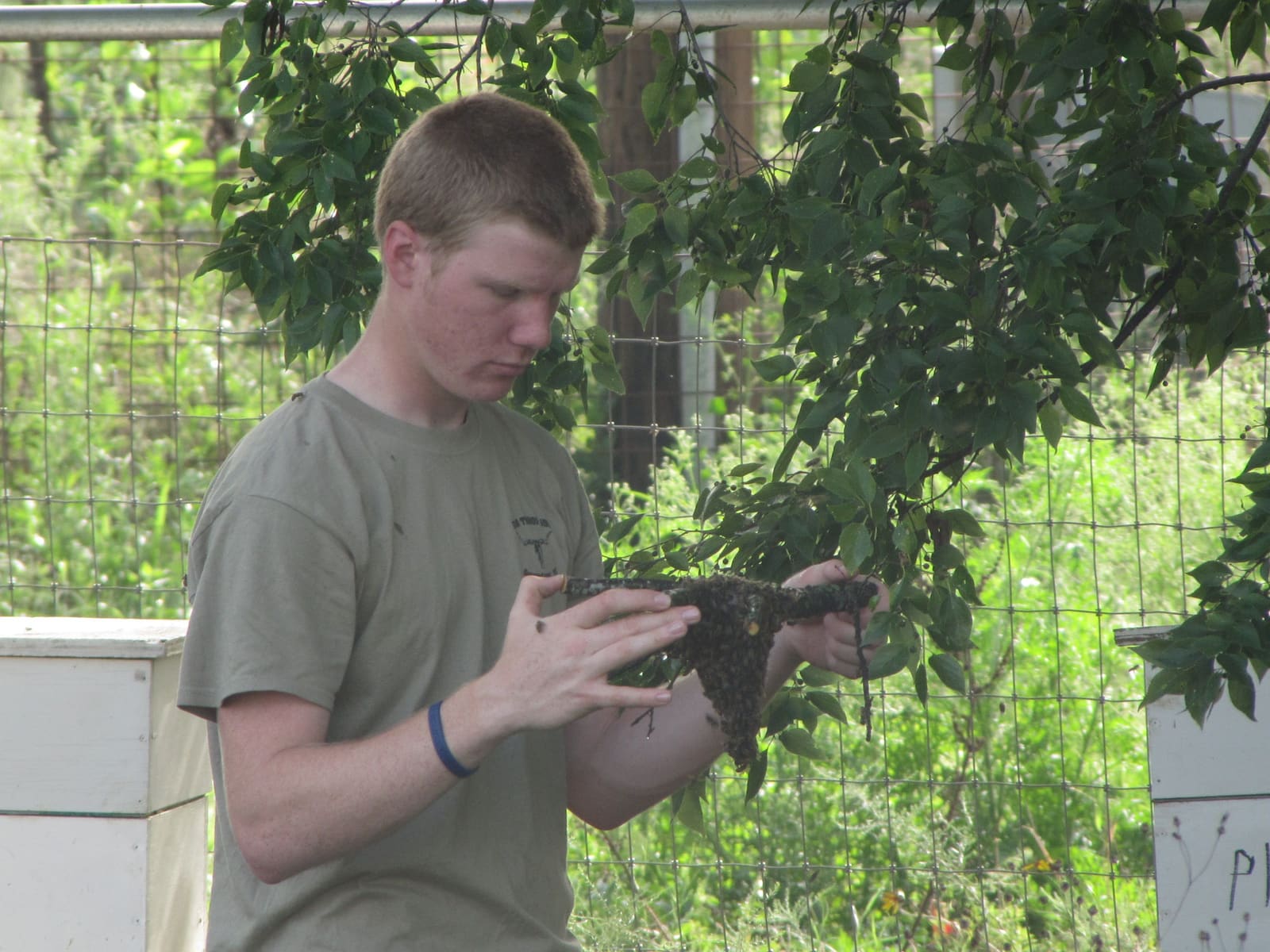 A teenager in a T-shirt, with no suit or veil, holds a cut branch with a small cluster of bees hanging from it.
