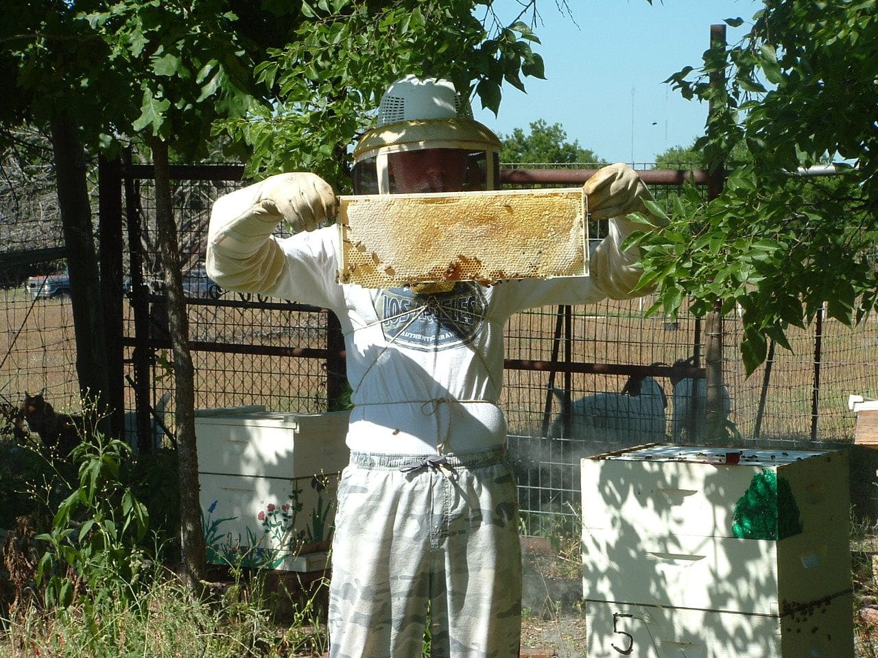 A beekeeper in a veil and long gloves holds up a frame of capped honey between two stacks of hives in a fenced backyard bee yard.
