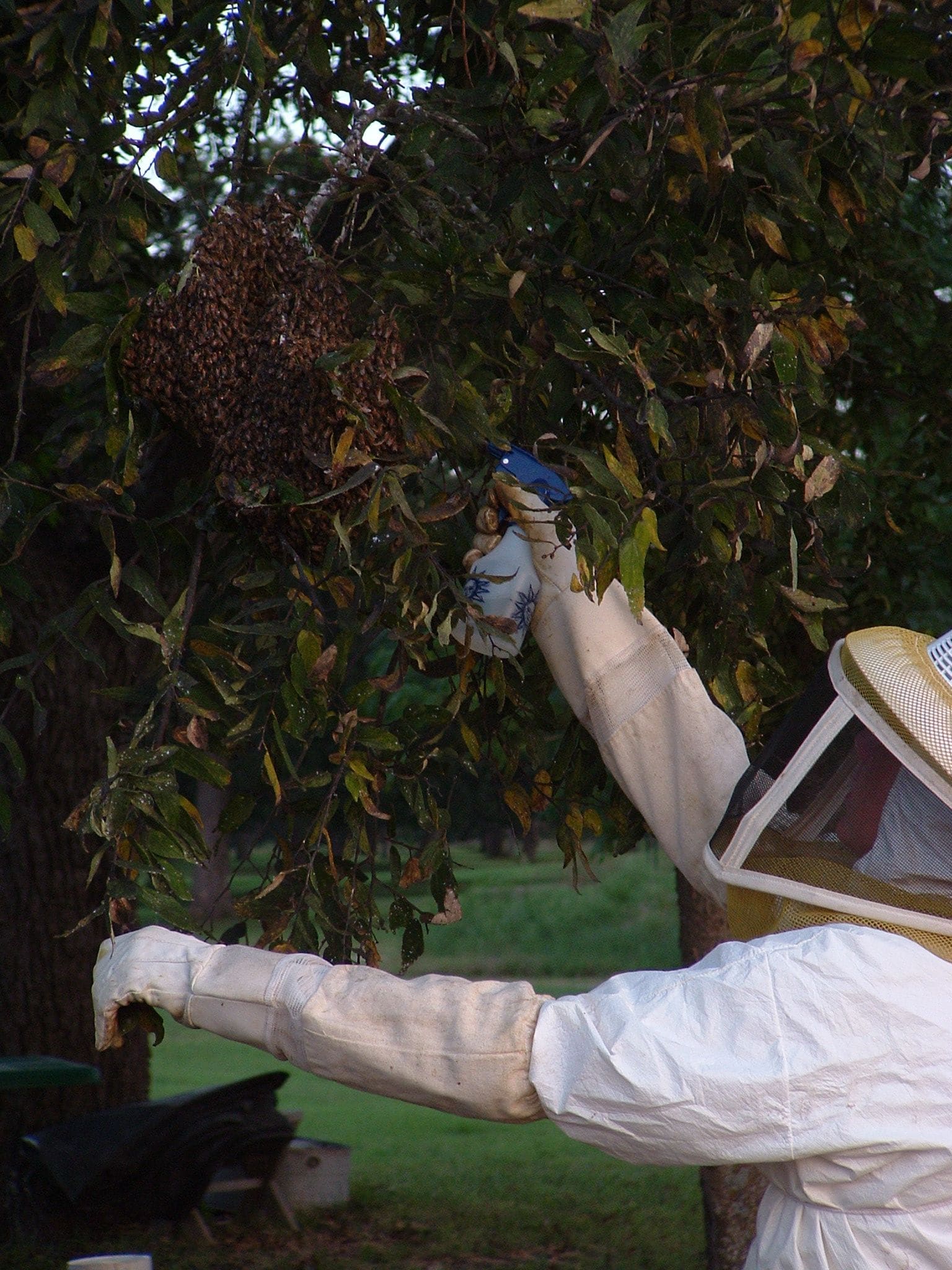 A beekeeper in a suit and veil mists a swarm hanging in a tree with a spray bottle.