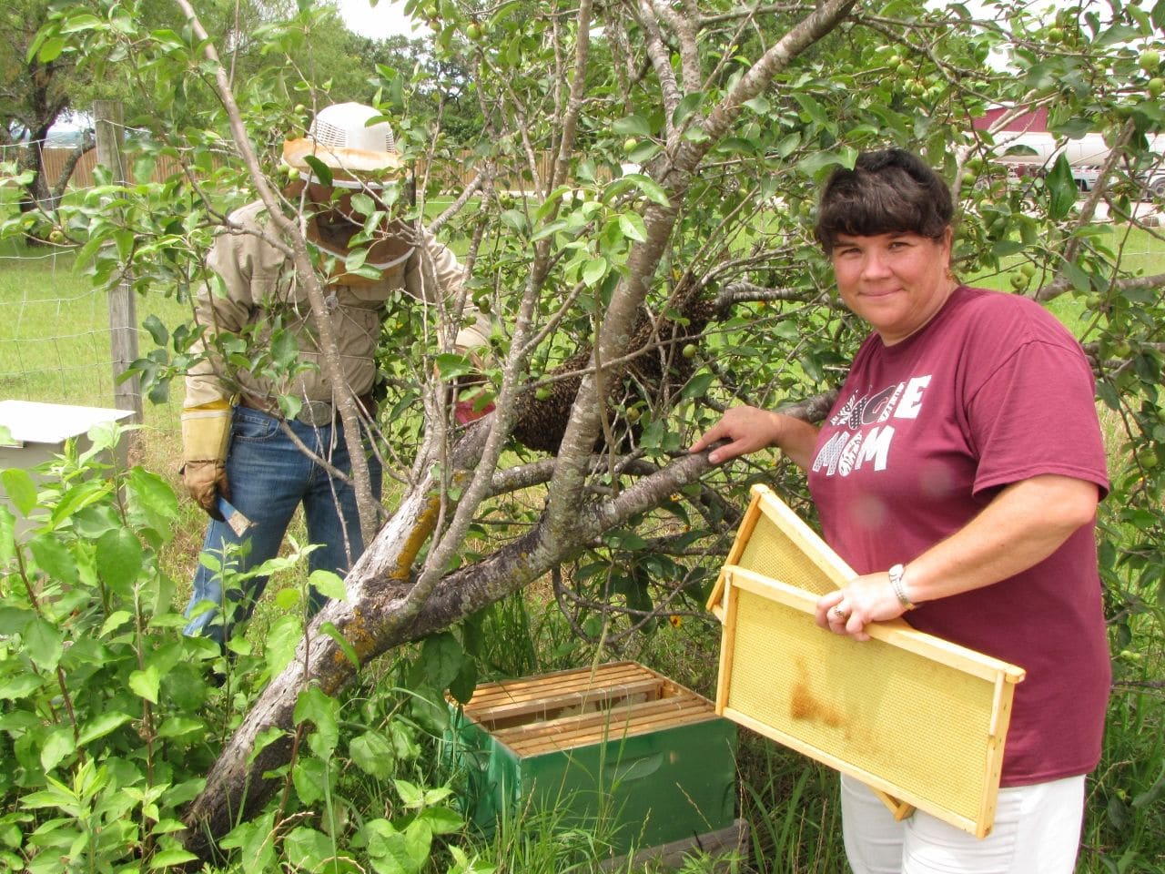 A woman holds two empty frames beside a small tree where a swarm clusters on a low limb; a veiled beekeeper works on the far side, and an open hive box waits on the ground.
