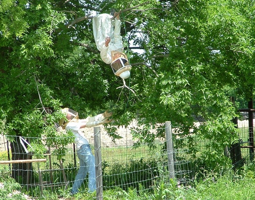 A beekeeper in a suit and veil hangs upside down by his legs from a tree limb, reaching for a swarm, while a second beekeeper beside a wire fence reaches up toward him.